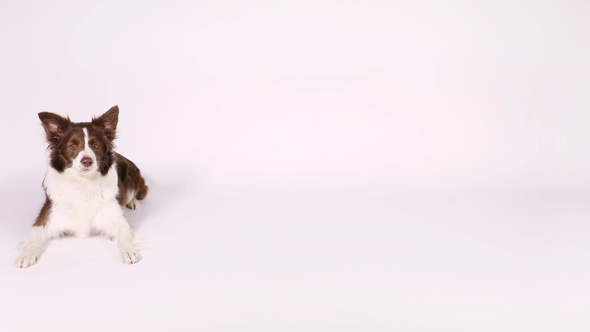 Border Collie Dog Tumbles on White Background