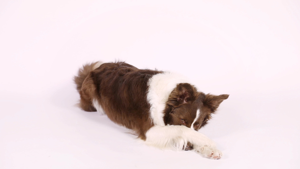Purebred Border Collie Dog Lying on White Background