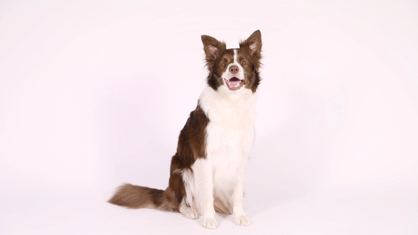 Border Collie Dog Executes The Command "Turn Around"