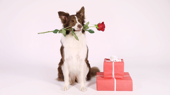 Border Collie Dog With Holiday Gifts
