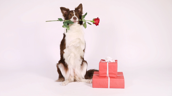 Border Collie Dog Sitting Up on Her Hind Legs Next to Holiday Gifts