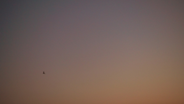 Bat Flying Against Night Sky alt