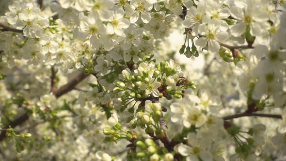 White Blooming Cherry Flowers and Bee Collects Nectar.