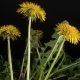 Dandelion Flowers Blossom - VideoHive Item for Sale