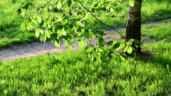 Fragment of Park with a Path