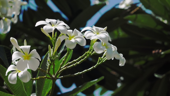 Bunch of White Plumeria or Frangipani Flowers Slightly Swing By the Coastal Breeze on Sunny Day alt