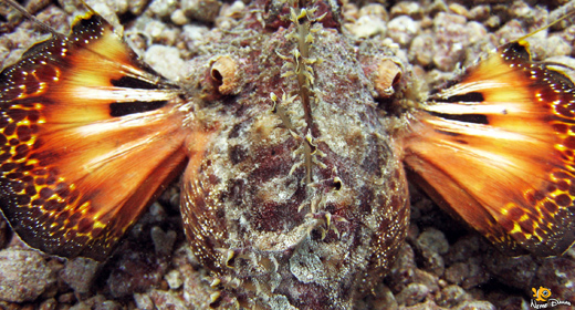 Underwater 4K Colourful Fish and Corals