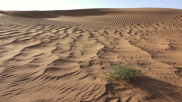 Sand Blowing over Dunes in Wind at Sahara Desert alt