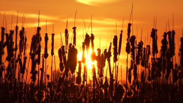 Plants on Sunset alt