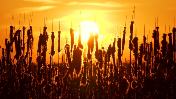 Plants on Sunset alt