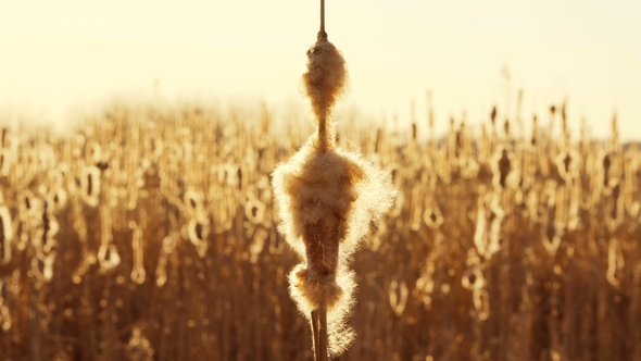 Aquatic Plants Seeds Being Blown in the Wind alt