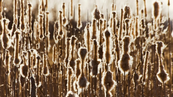 Group of Thin Fluffy Plants Creating Wonderful Natural Pattern alt