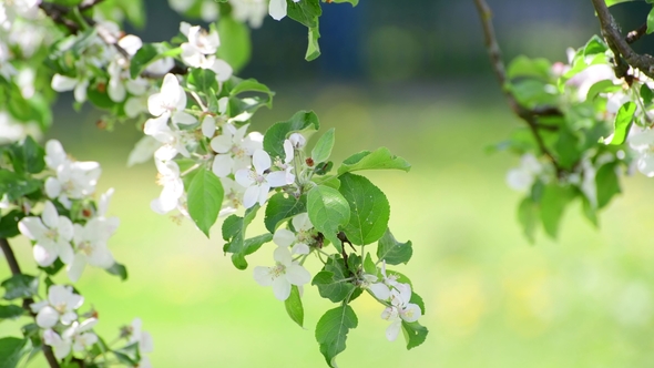 Branch of Blossoming Apple Tree In the Garden