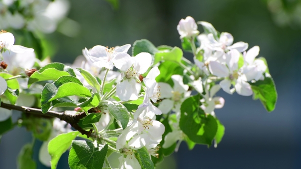 Branch of Blossoming Apple Tree In the Garden