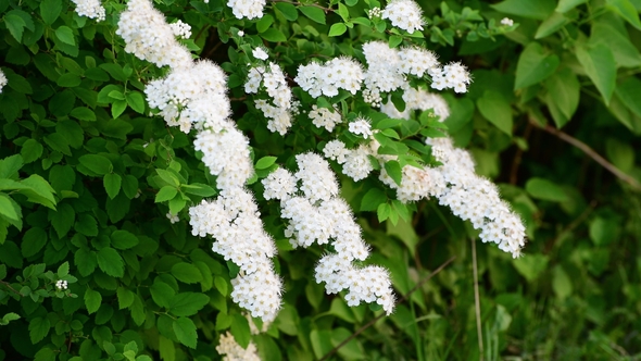 Sprig Bush with White Flowers in Spring