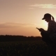 A Female Farmer Is Working in the Field at Sunset. Studying Plant Shoots, Using a Tablet - VideoHive Item for Sale