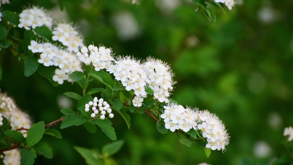 Sprig Bush with White Flowers in Spring
