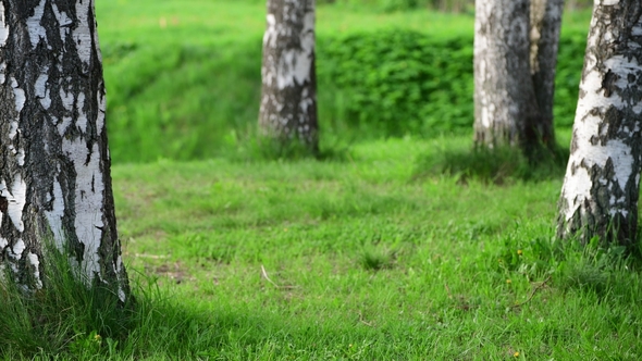 Fragment of Birch Grove with Tree Trunks and Grass