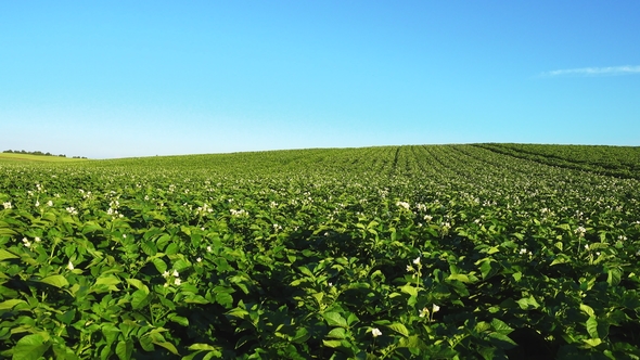 Blooming Potato Field with Plants Swaying in Wind alt