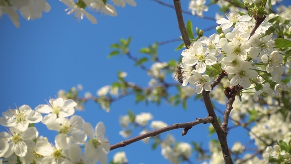 Bee Flying near White Blooming Cherry Flowers