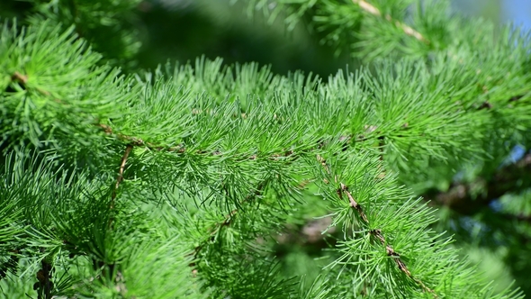 Needles of Young Larch in Spring