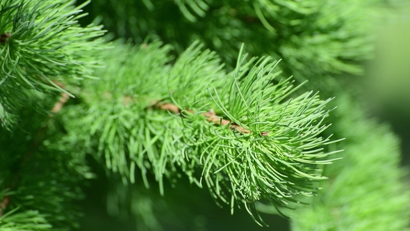 Needles of Young Larch in Spring