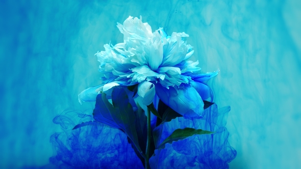 On Beautiful Flowers Pouring Paint alt