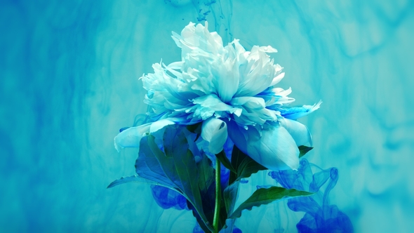 On Beautiful Flowers Pouring Paint. alt