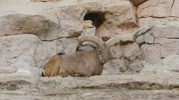 Mountain Goat with Big Horns, Lying on a Rock
