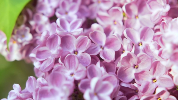 Blooming Lilac Flower . Camera Moving Along the Beauty Fragrant Tiny Lilac Flowers with a Shallow alt