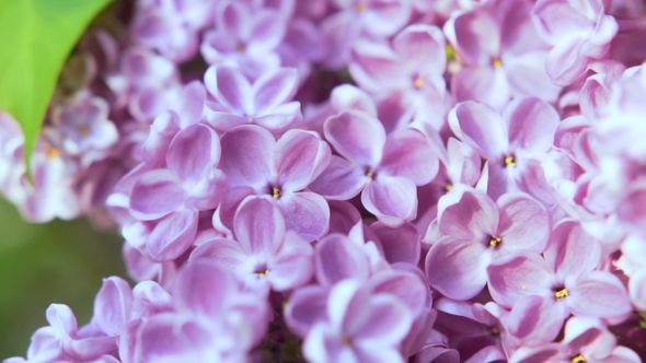 Blooming Lilac Flower . Camera Moving Along the Beauty Fragrant Tiny Lilac Flowers with a Shallow alt