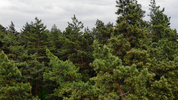 Aerial view Of the summer Woods