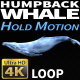Humpback Whale 2 - VideoHive Item for Sale