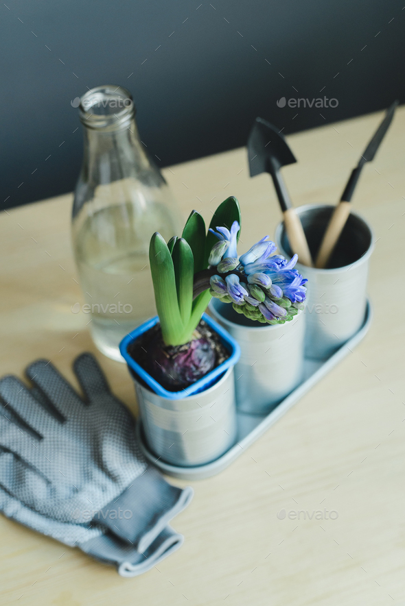 hyacinth mix plant, gardening tools, gloves and glass bottle with water - Stock Photo - Images
