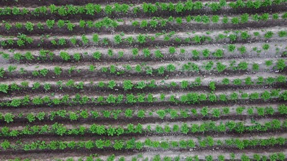 Rows of Potatoes Potatoes are Growing