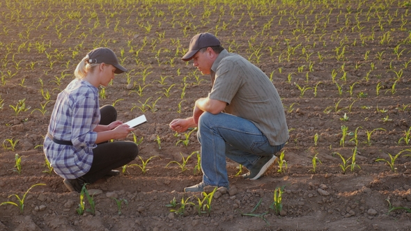 Two Farmers - a Man and a Woman Are Exploring the Shoots of Young Corn ...