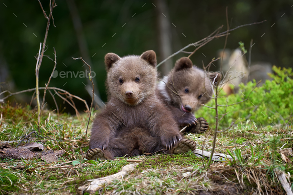 Wild brown bear cub closeup Stock Photo by byrdyak | PhotoDune