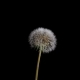 Opening Flowers of Dandelion - VideoHive Item for Sale
