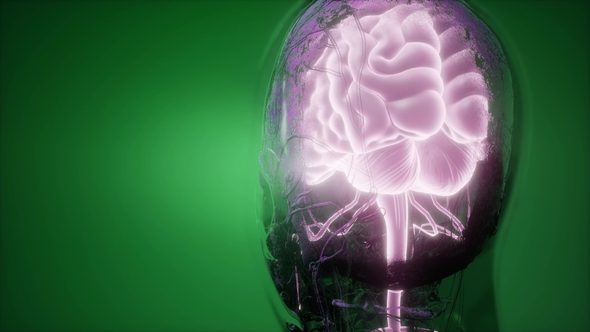 Anatomy of Human Brain, Motion Graphics | VideoHive