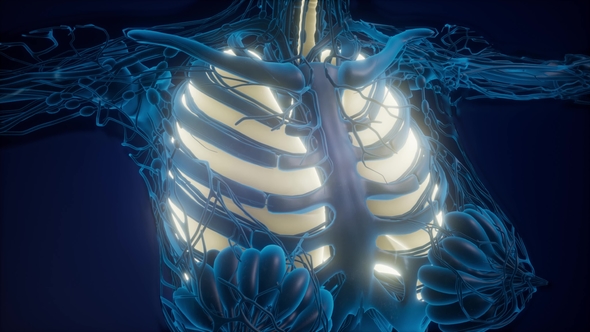 Human Body with Visible Lungs, Motion Graphics | VideoHive