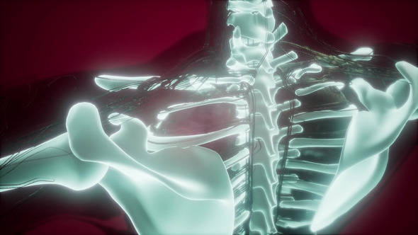 Human Body with Visible Skeletal Bones, Motion Graphics | VideoHive