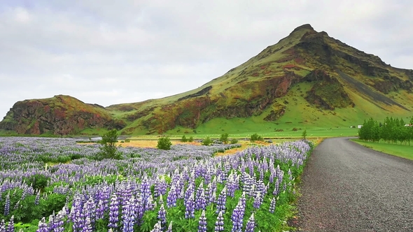 The Picturesque Landscapes of Forests and Mountains of Iceland. Wild Blue Lupine Blooming in in