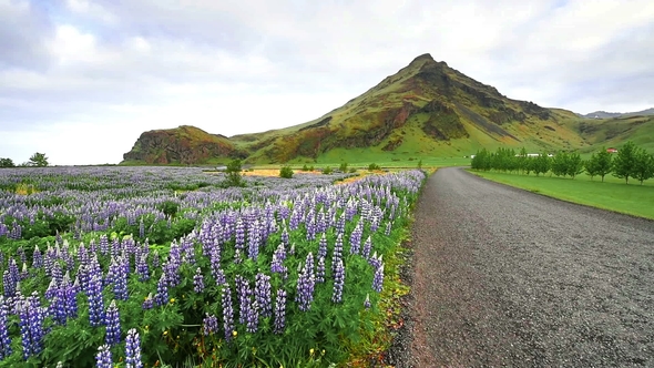 The Picturesque Landscapes of Forests and Mountains of Iceland. Wild Blue Lupine Blooming in in