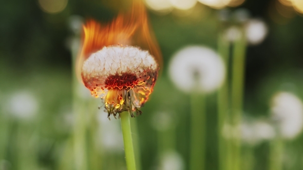 Dandelion Burns During a Fire. alt