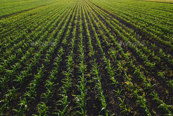 Aerial view of corn crops field with weed Stock Photo by stevanovicigor