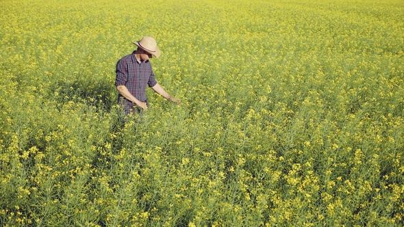 Farmer Examining Rapeseed Blooming Plants alt