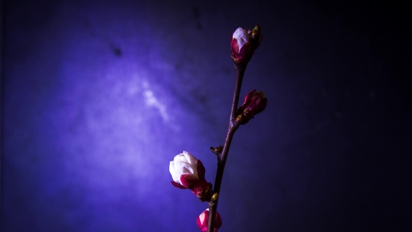 Slow Opening Petals of the Cherry Tree on Branch