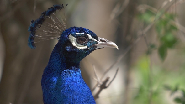 Head of the Cock of the Blue Peacock Profile of the Bird alt