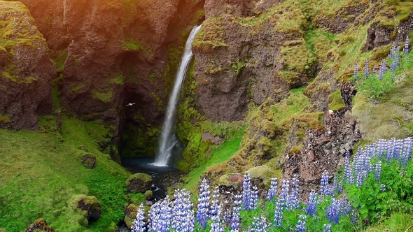 The Picturesque Landscapes of Forests and Mountains of Iceland. Wild Blue Lupine Blooming in Summer