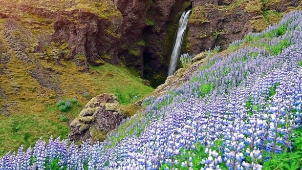 The Picturesque Landscapes of Forests and Mountains of Iceland. Wild Blue Lupine Blooming in Summer